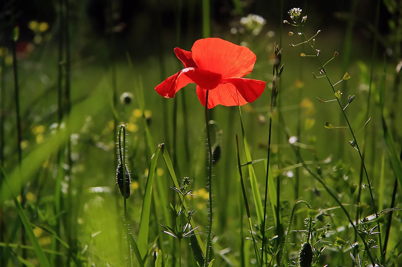 A Case for Letting the Garden Go Wild