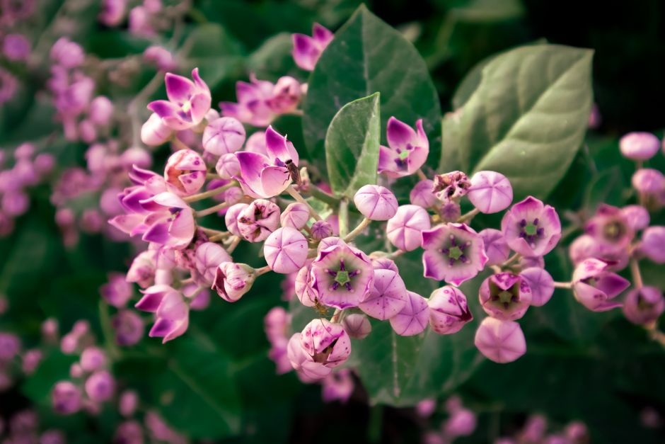 Planting for Patience: What My Milkweed Taught Me