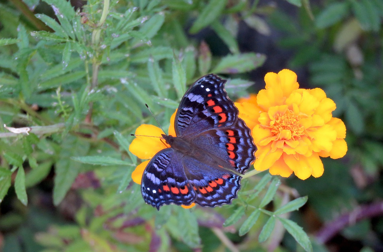 The Butterfly That Stayed for Breakfast