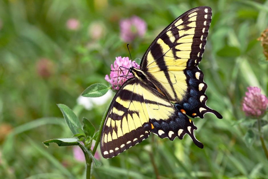 The First Swallowtail of Spring