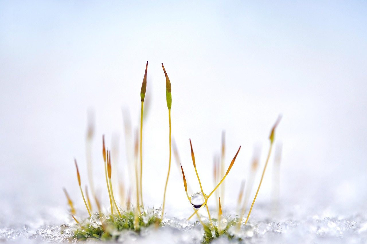 The Quiet Work of Winter in the Butterfly Garden