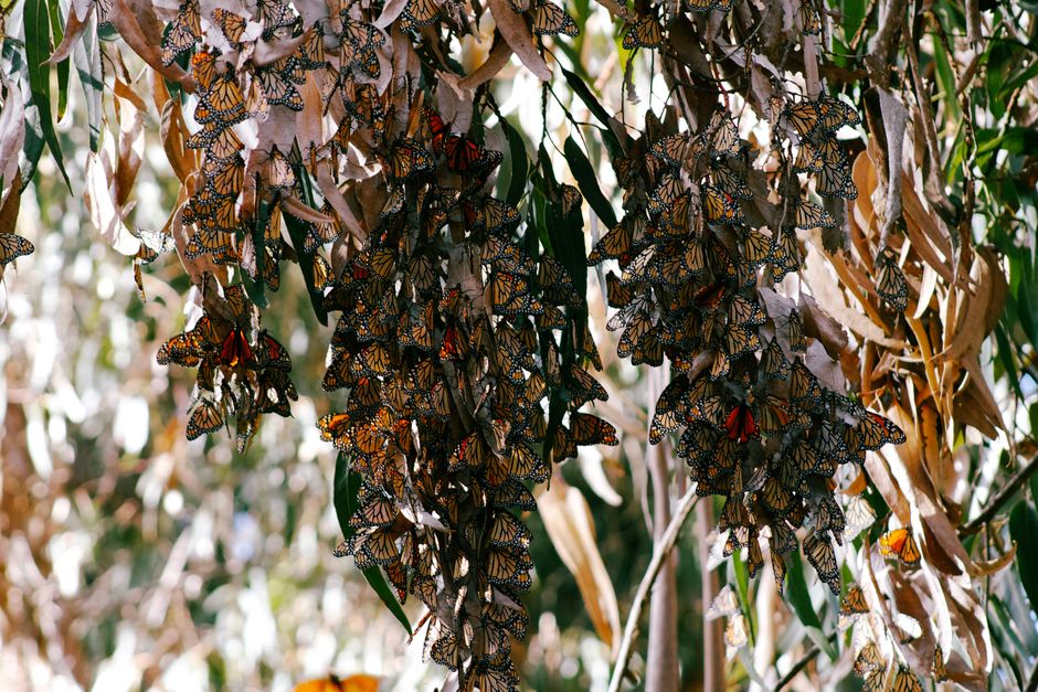 The Year the Monarchs Didn't Come
