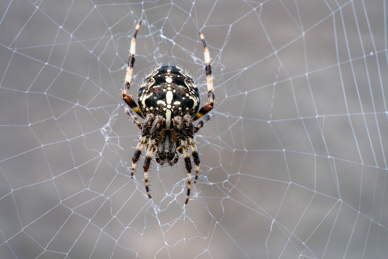 What I Learned from a Spider in My Butterfly Garden